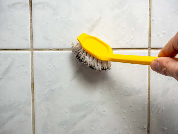 Best Professional Mold Removal  in St Paul Park, MN