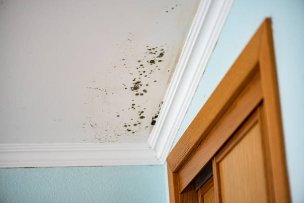 Best Commercial Mold Removal  in St Paul Park, MN