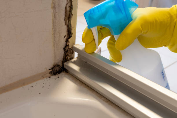 Mold Removal and Inspection in St Paul Park, MN