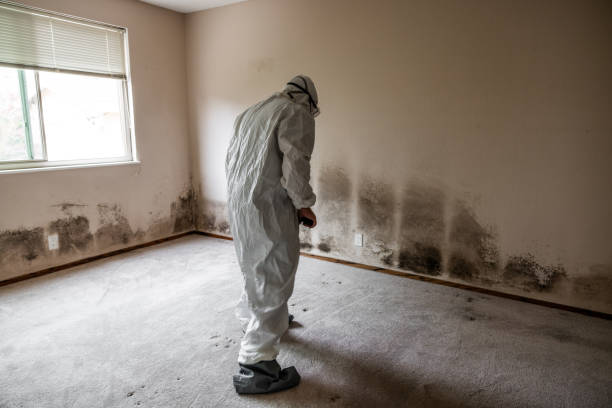 Best Mold Testing  in St Paul Park, MN