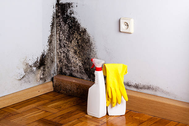 Best Crawl Space Mold Removal  in St Paul Park, MN